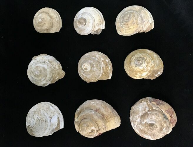 Clearance Lot: Jurassic Gastropod (Pleurotomaria) Fossils - Pieces #215317